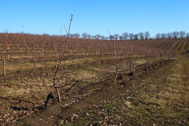 Elma bahçesi, ilkbahar manzarası, ağaçlı meyve bahçesi.