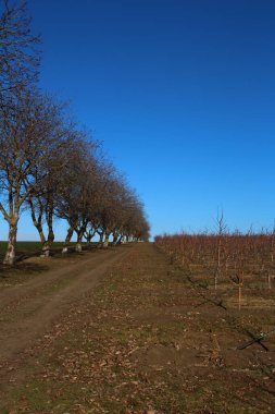 Kırsalda ağaçlar ve meyve tarlaları