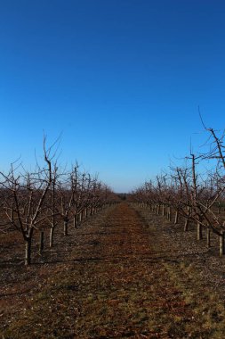 Baharda elma ağacı