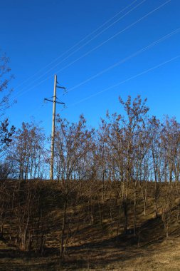 Ağaçlar gökyüzü arka plan üzerinde