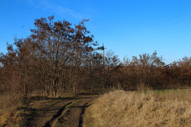 Kırsalda güzel bir ağaç ve çimen manzarası.
