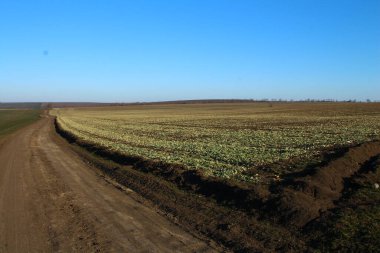 Baharın başında yeşil çimen tarlası.