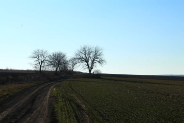 Ağaçlarla ve yollarla dolu bahar manzarası