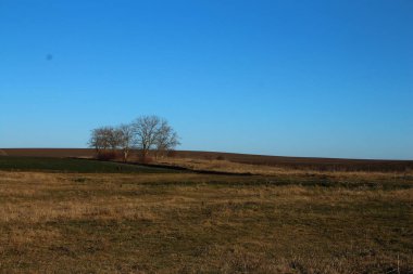 Tarladaki yaşlı bir meşe ağacının güzel bir görüntüsü.