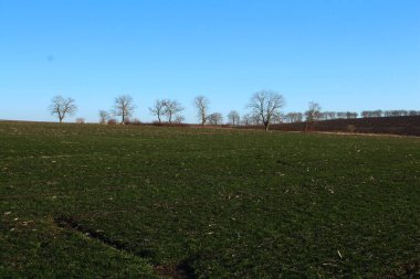 İlkbahar manzarası Ağaçlar ve çimenler