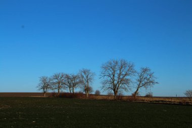 İlkbahar manzarası Ağaçlar ve mavi gökyüzü