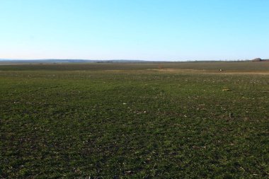Kırsaldaki güzel buğday tarlası