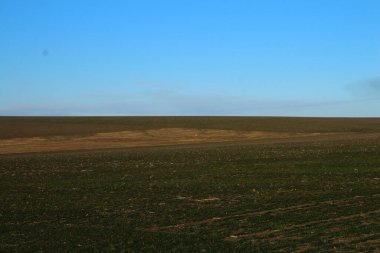Akşamları yeşil çimen tarlası.