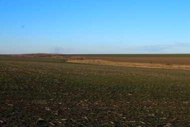 Buğday tarlası ve mavi gökyüzü olan güzel bir manzara.