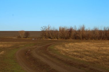 Bir buğday tarlası. Yol mesafeye gidiyor..