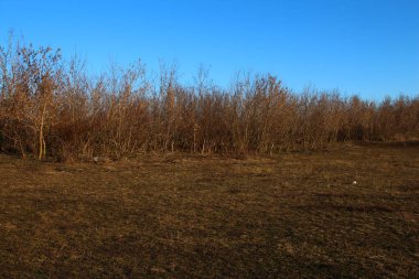 Sonbahar manzarası, kuru yapraklar, ağaçlar ve parktaki çimenler.