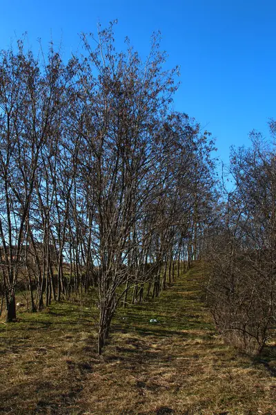 Parkta bahar, ağaçlar ve çiçekler, beyaz bulutlu mavi gökyüzü