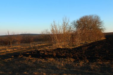Kuru otlar ve mavi gökyüzü.