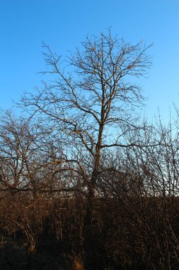 Ormandaki kuru ağaç.