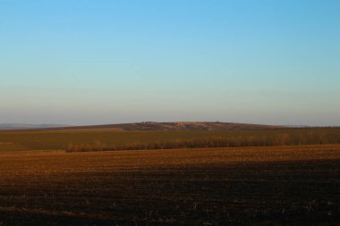 Akşamları büyük bir mısır tarlası.