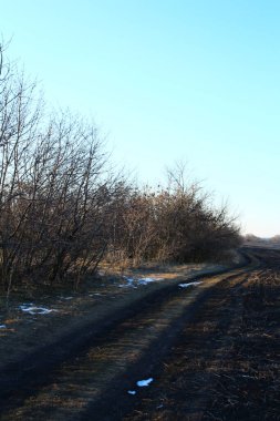 Kuru çimenler ve ağaçlarla dolu bir yol.