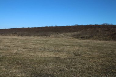 Güzel manzara. Ormanda büyük bir ağaç tarlası..