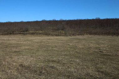 Güzel sonbahar manzarası. Ağaçlar, çimenler ve yapraklar