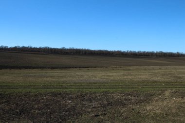 Buğday tarlası olan güzel bir manzara.