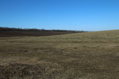 Buğday tarlası ve mavi gökyüzü olan güzel bir manzara.