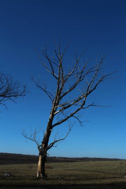 Ormandaki ölü ağaç.