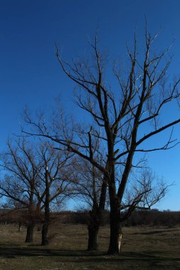 Güzel bir manzara Ağacı ve mavi gökyüzü