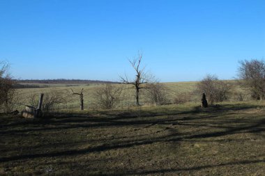 Ağaçlar ve mavi gökyüzü olan güzel bir manzara.