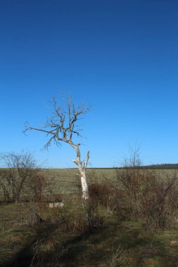 bir ağaç alanında