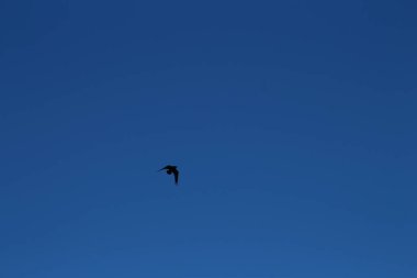 Gökyüzünde bir kuş