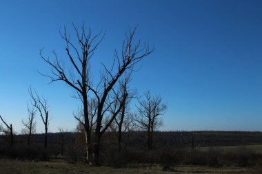 Kuru arazide kuru bir ağaç.