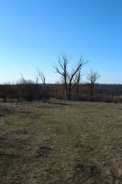 İlkbaharın başlarında bozkırın bahar manzarası.