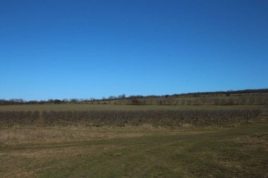 Güzel bir manzara Ağacı ve mavi gökyüzü
