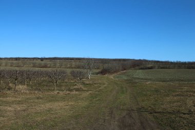 bahar manzarası. Bir çim ve ağaç tarlası..