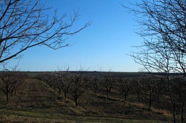 Ormanda kışın ağaçlar