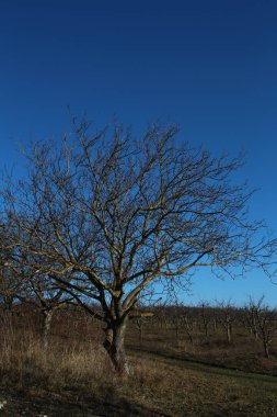 Doğanın güzel manzarası