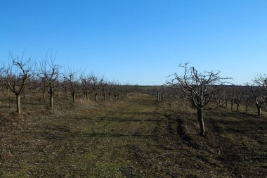 Mavi gökyüzü olan bir bahçe.
