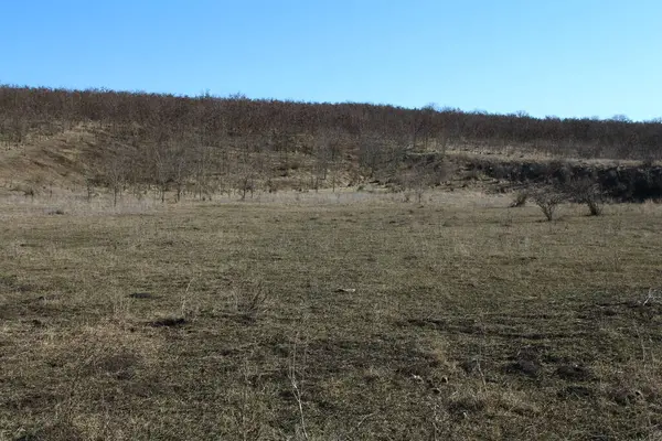 Bahar Ormanı 'nın tarlası.