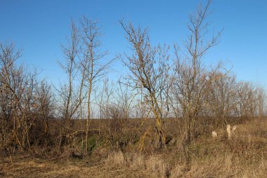 Kırsal manzaranın güzel manzarası