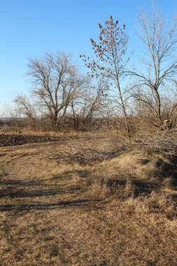 Ormandaki bir tarlada kuru otları olan bir ağaç.
