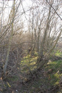 Orman çimen ve düşen yapraklarla kaplıdır..