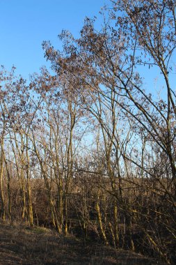 Güzel manzara. doğa arkaplanı