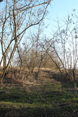 Kırsalda bir sürü bitkinin olduğu güzel bir orman manzarası.
