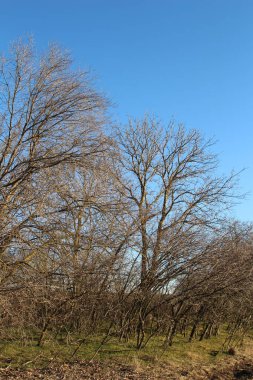 Ağaç dalları, bitki örtüsü.