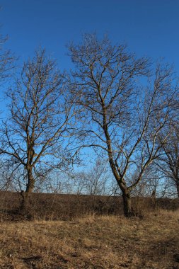 Mavi gökyüzünün arka planında yaprakları olmayan ağaç