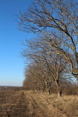 Ağaç tarlasında çıplak ağaçlarla sonbahar manzarası