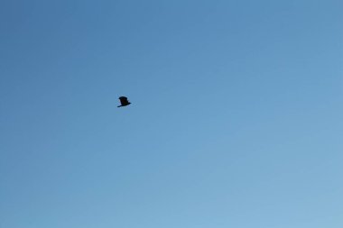 Kuş gökyüzünde uçuyor.