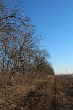 Mavi gökyüzü ve beyaz bulutlar üzerinde ağaçlar
