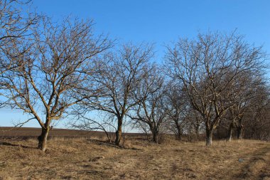 İlkbaharda huş ağacı tarlası