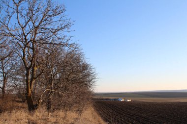 Tarladaki ağaç, doğa.