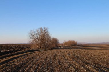 Buğday tarlası ve mavi gökyüzü olan güzel bir manzara.